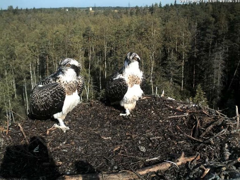 Osprey's nest in Estonia livestream - Page 2 0e9-2410