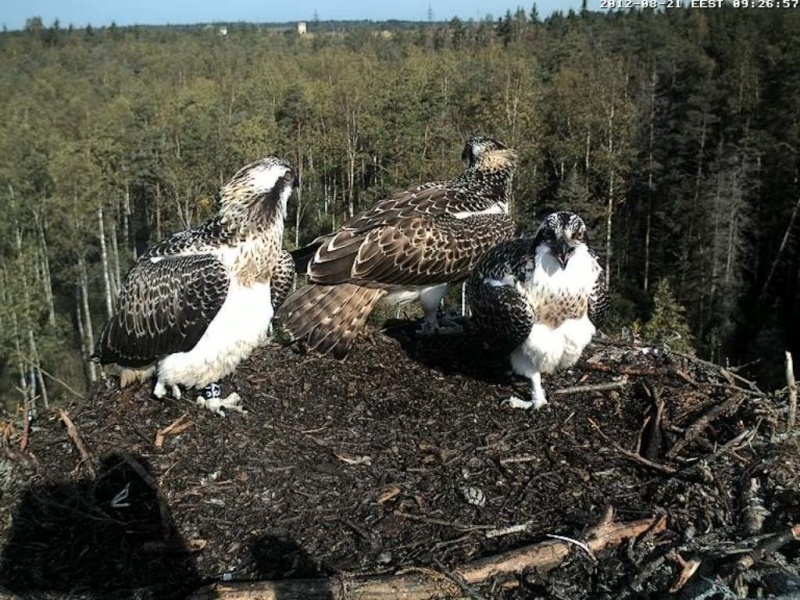 Osprey's nest in Estonia livestream - Page 2 0e9-2510
