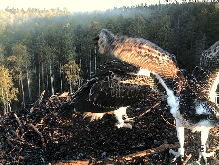 Osprey's nest in Estonia livestream 78286712