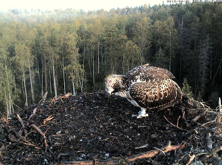 Osprey's nest in Estonia livestream 78287812