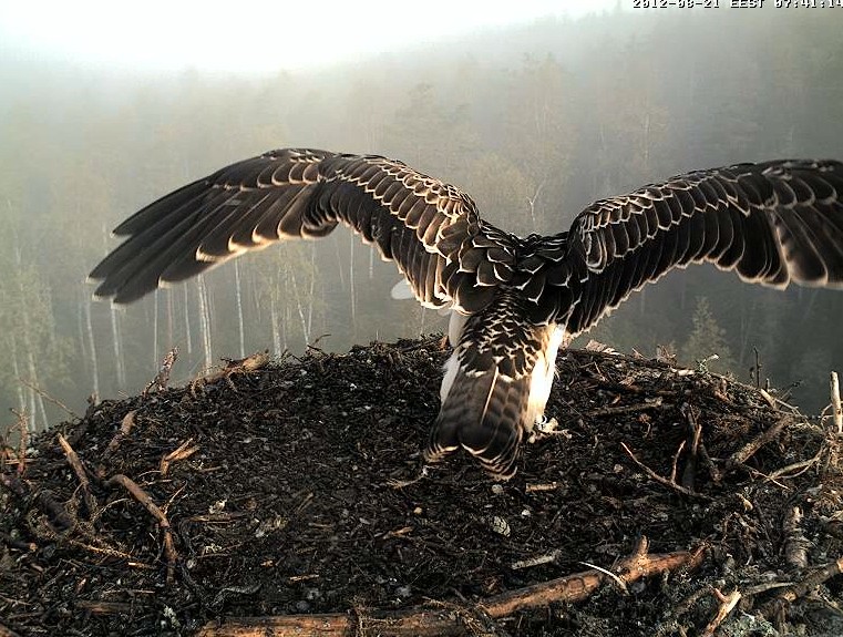 Osprey's nest in Estonia livestream 78289010