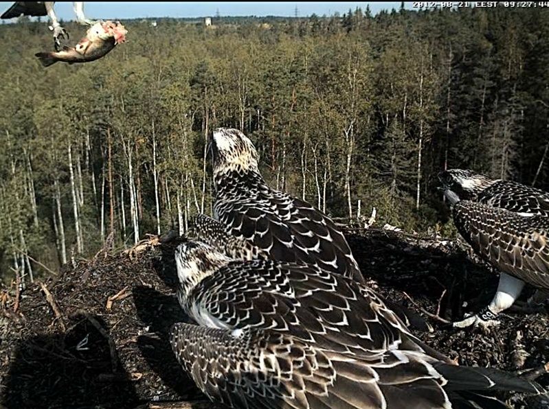 Osprey's nest in Estonia livestream - Page 2 Osp-1511