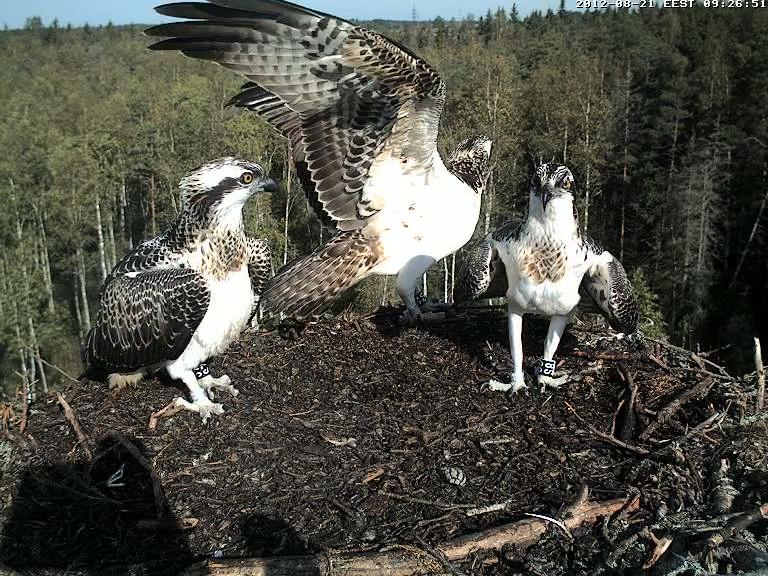 Osprey's nest in Estonia livestream - Page 2 Vlcsna31