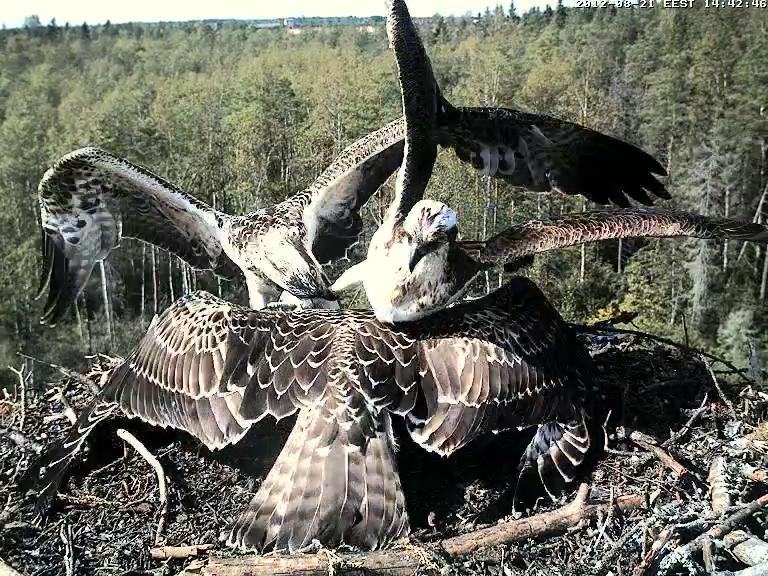 Osprey's nest in Estonia livestream - Page 5 Vlcsna49