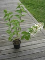 hydrangea paniculata : type ou non ? Dsc05211