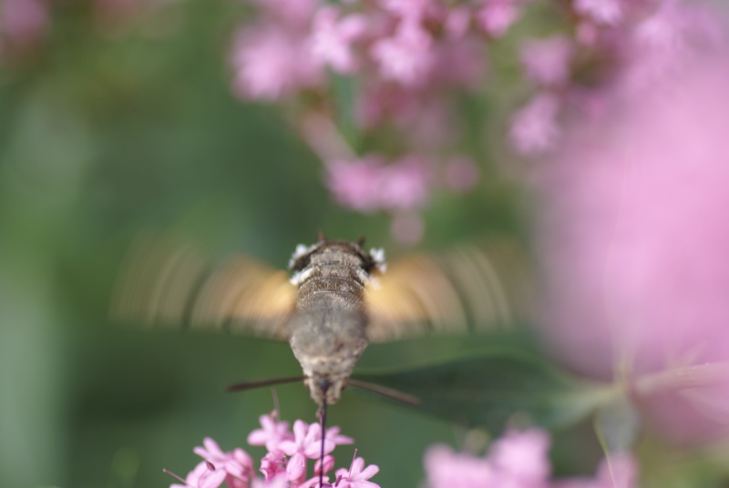 Connaissez-vous... le sphinx colibri? 410