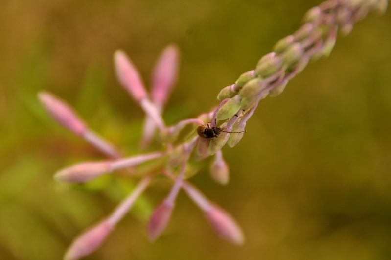 Teste Tamron 18/200 XR DI Macro sur nikon d90 _dsc4411