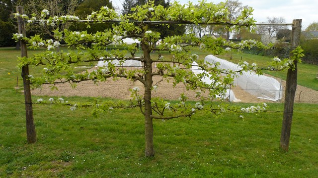 Poirier et vigne 2012_411
