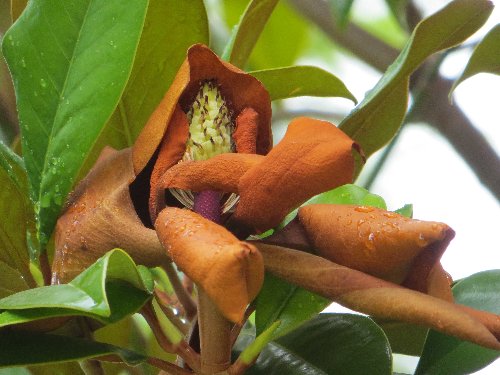 Magnolia grandiflora 5_dabu10