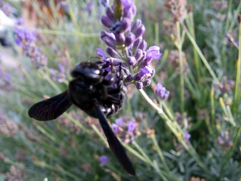 La serre à papillons Parc André Citroen Bourdo11