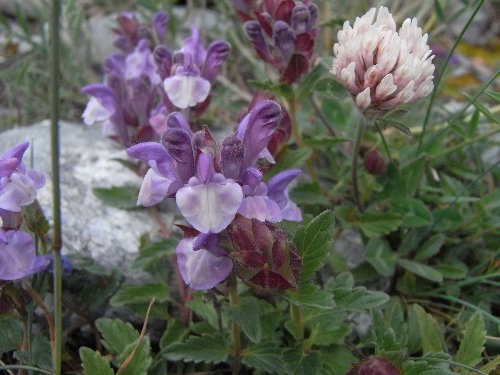 Scutellaria alpina - scutellaire des Alpes Copy_o43