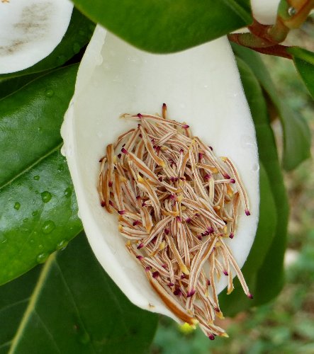 Magnolia grandiflora Dabut_24