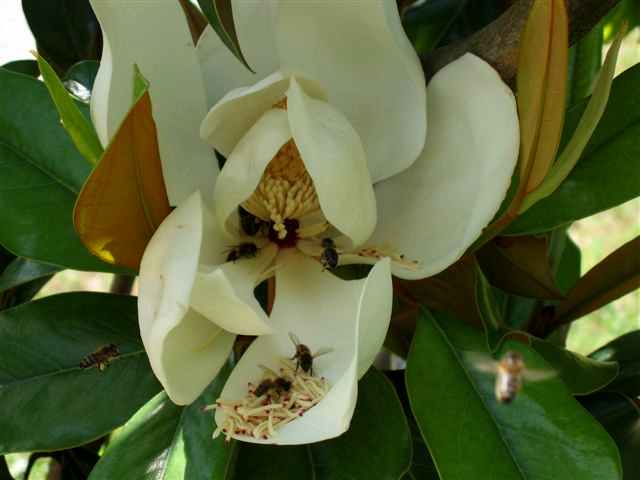 Magnolia grandiflora Prairi10