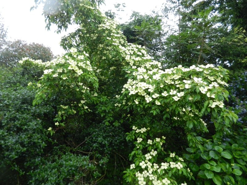 floraisons des arbres et des arbustes - Page 5 00810