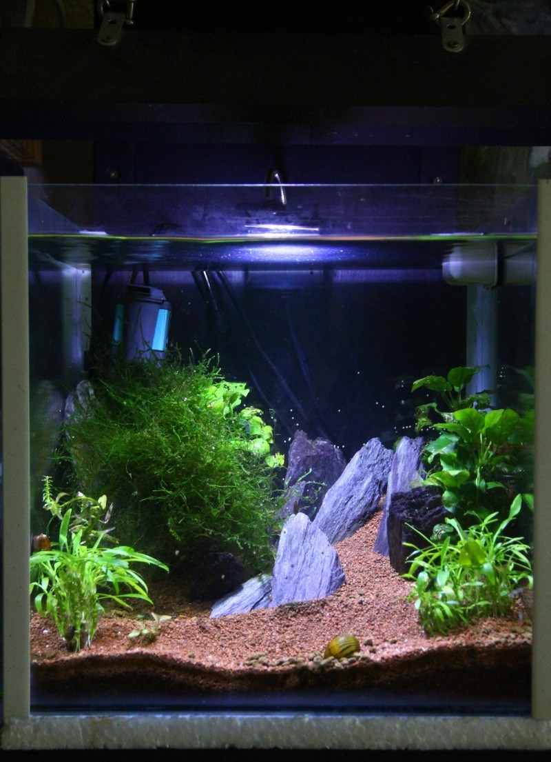 mon nanocube de 30 L  " aquascape" - Page 2 01812