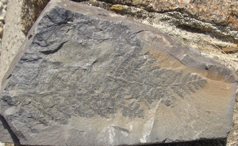 Sphenopteris ( Brongniart ) Sternberg , 1825 . Sphano10