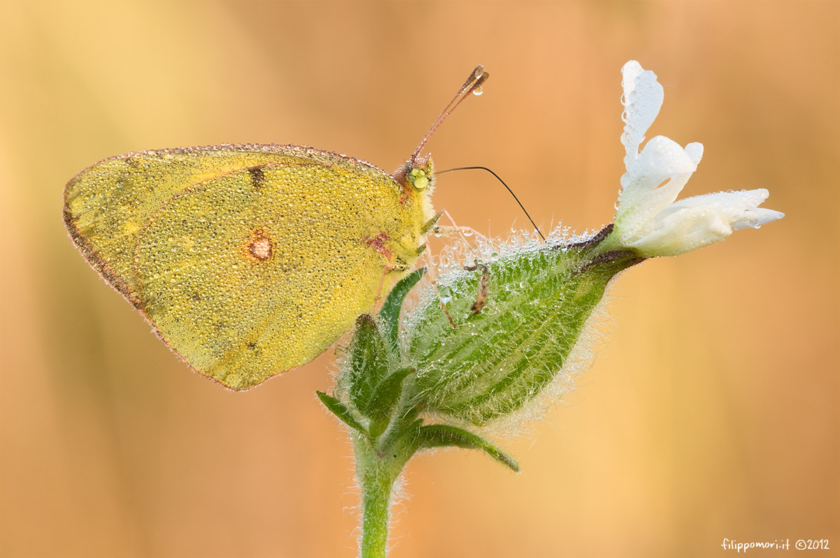 Colazione per la Colias... Colias11