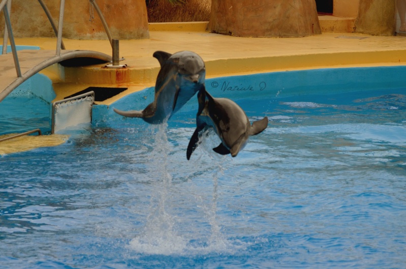 [CR] Marineland France Dsc_0124