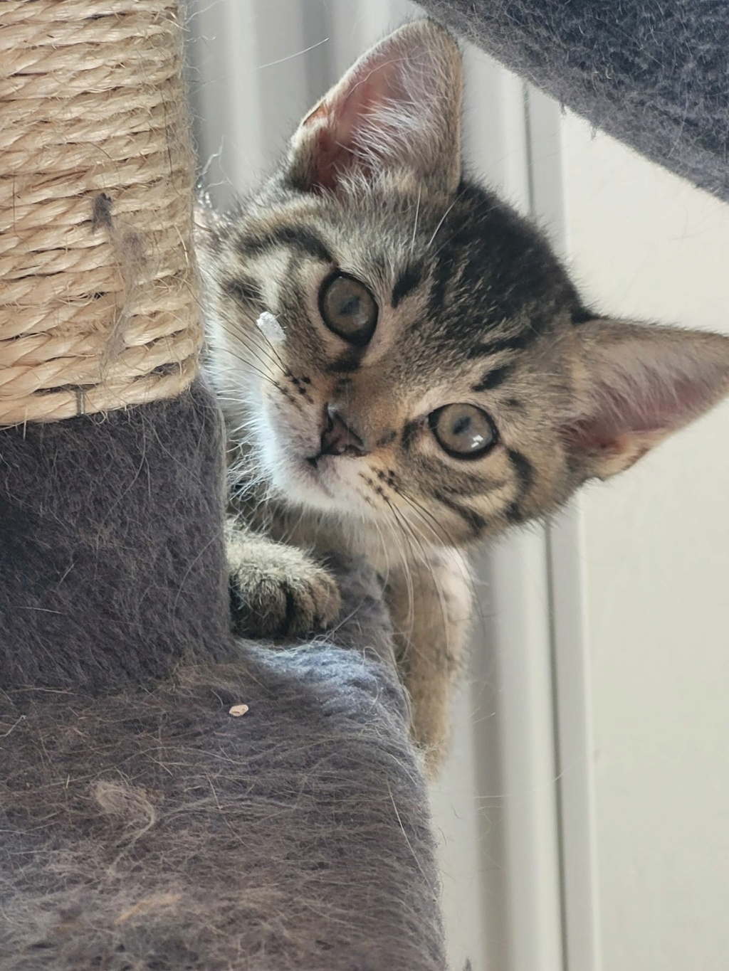 Mystère ( ex Aldo) chaton né vers la mi-avril Aldo210