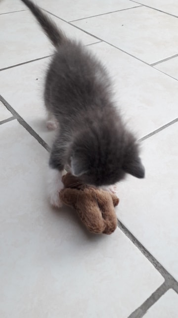 FROZIA, née le 6 avril 2019. F1110