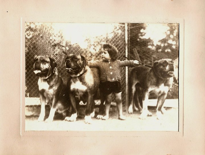 Dogues de Bordeaux in 1925/1930 66543_10