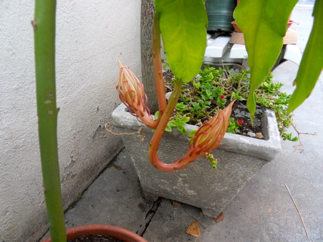 Epiphyllum oxypetalum Sdc14511