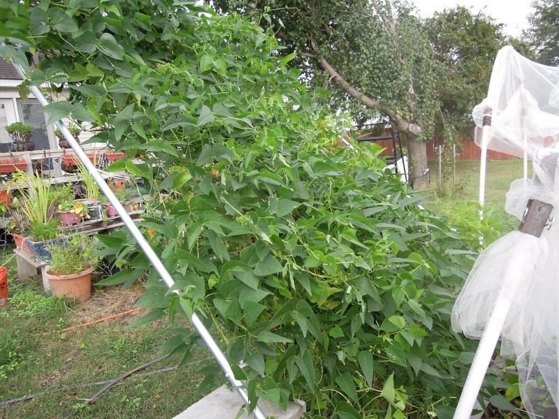 2012 Lower South gardens Dscn1221