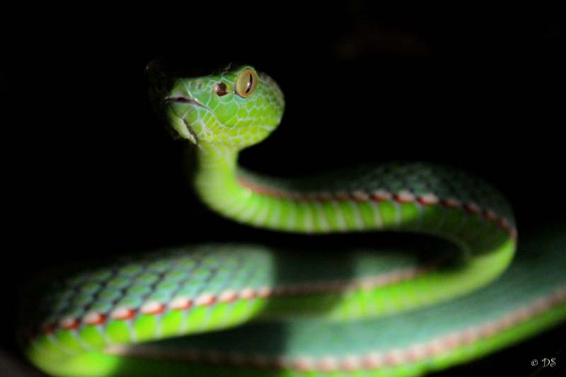 Тонкая змейка. Зеленая змея. Змея с зеленой головой. Зеленый змий. Маленькая зеленая змея.