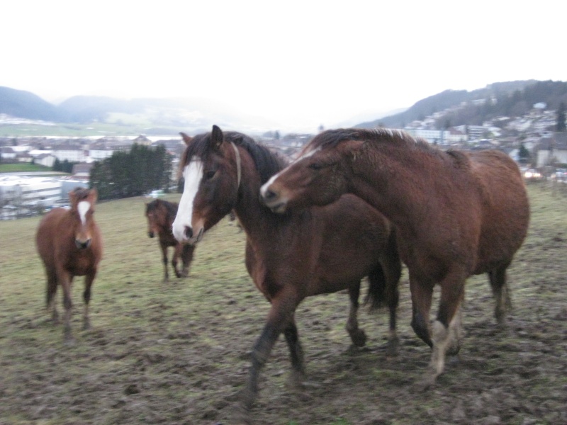 Parents + jument + coup de coeur =  impossible?? Cheval14