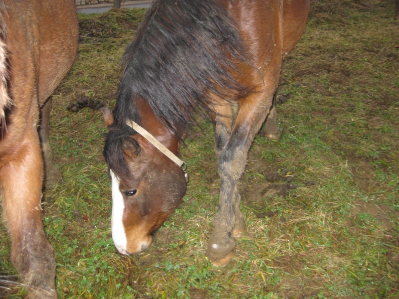 Parents + jument + coup de coeur =  impossible?? Cheval17