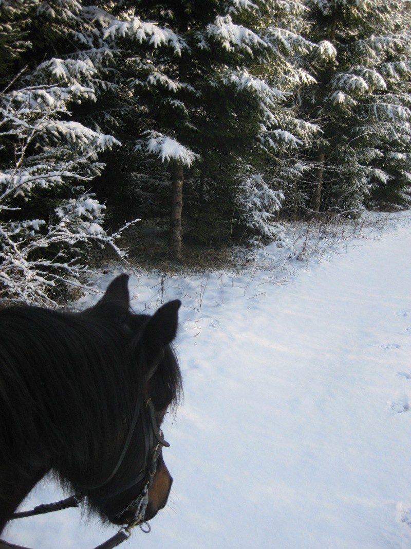 chevaux dans la neige Img_5310