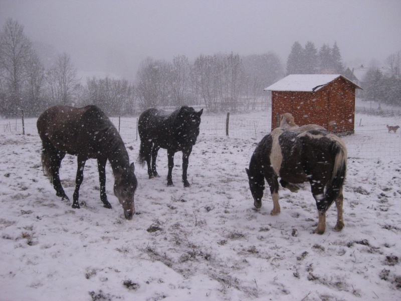 chevaux dans la neige Img_5311