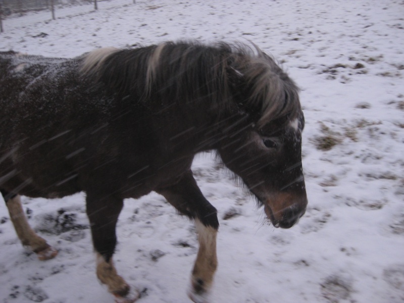 chevaux dans la neige Img_5312