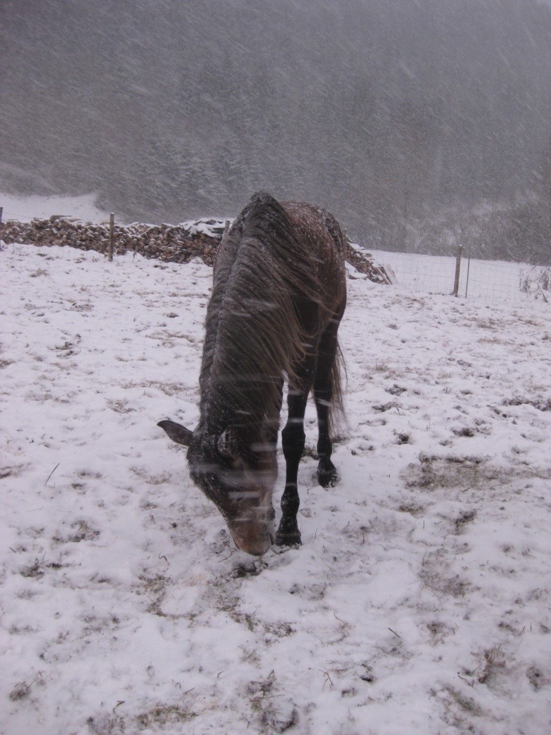 chevaux dans la neige Img_5313