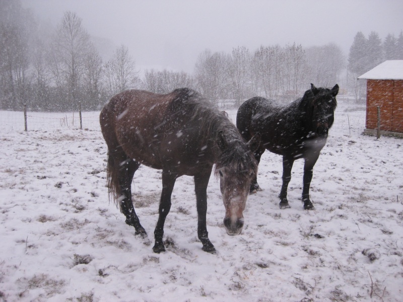 chevaux dans la neige Img_5314