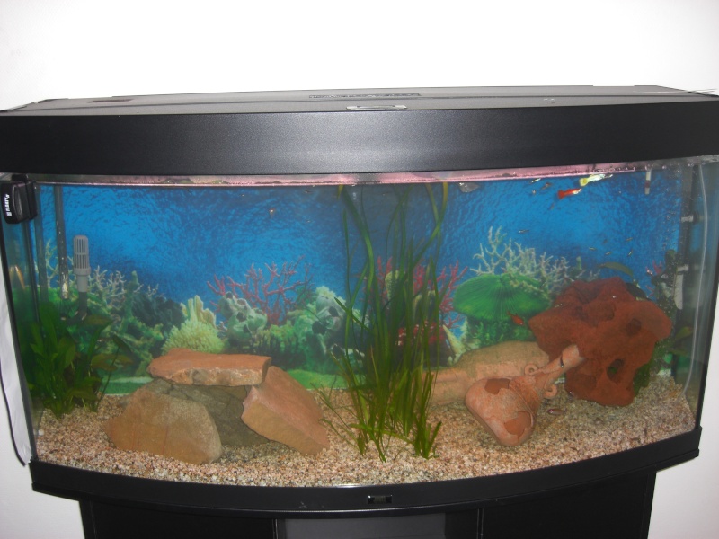 mon aquarium 240 litres Cimg2210