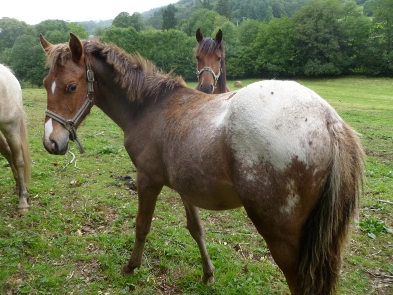 poulain appaloosa, barbebe-arabe P1110114