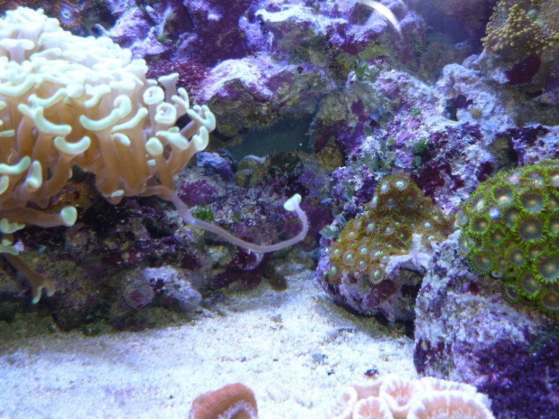 reef at home 2013-024