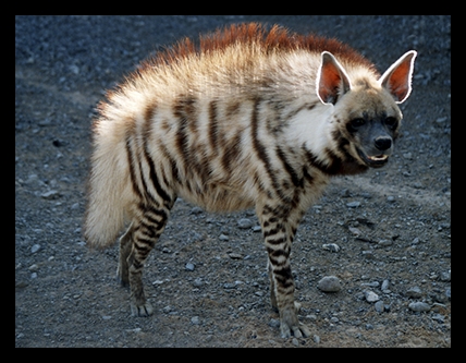 tigre - Tiger Crossing, "trop intelligent pour être malheureux ou les tribulations d'un ancien zèbre devenu Tigre" Hyaena10