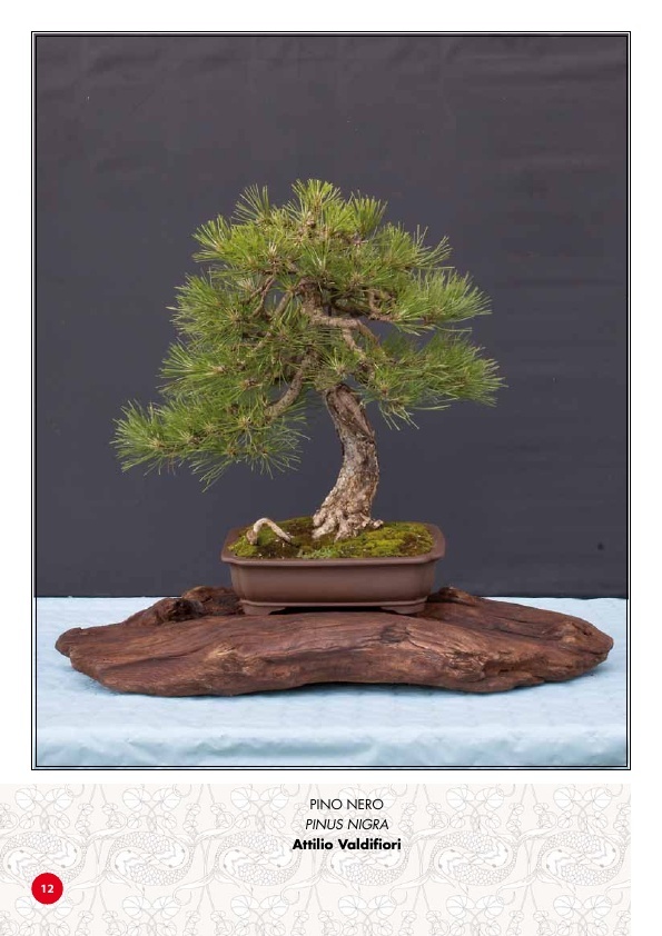 TROFEO BONSAI & SUISEKI CITTA' DI POPPI 1210