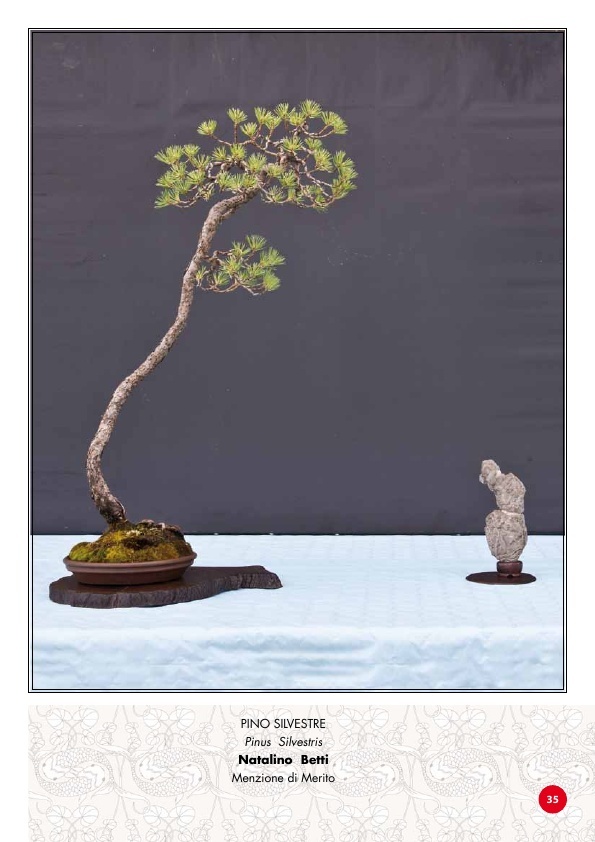 TROFEO BONSAI & SUISEKI CITTA' DI POPPI 3510