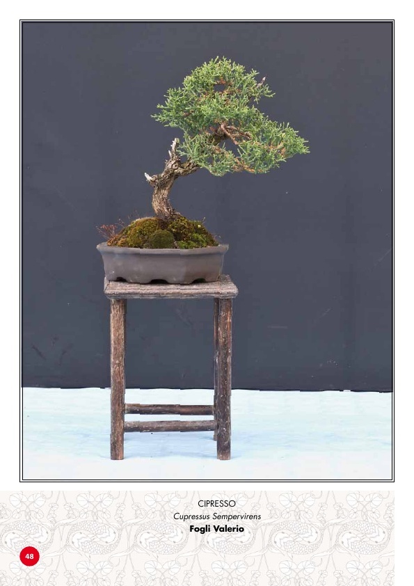 TROFEO BONSAI & SUISEKI CITTA' DI POPPI 4810