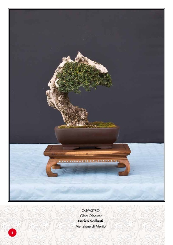 TROFEO BONSAI & SUISEKI CITTA' DI POPPI 810