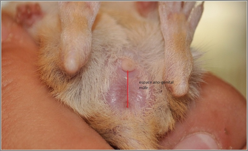 Mâle ou femelle gerbille. Comment les différencier 910