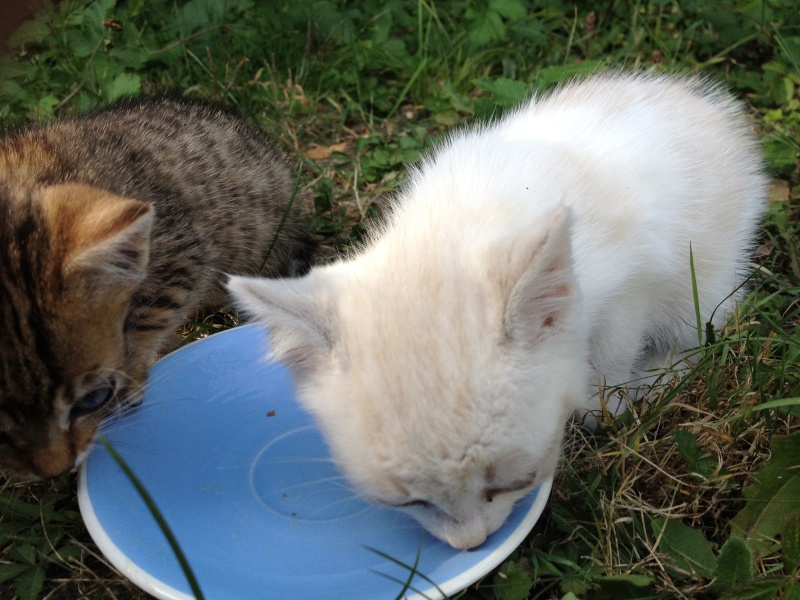 3 chatons dans un jardin à Breuillet (91) - Solution trouvée Img_0911