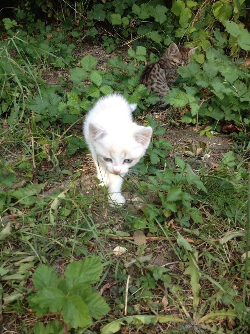 3 chatons dans un jardin à Breuillet (91) - Solution trouvée Img_0913