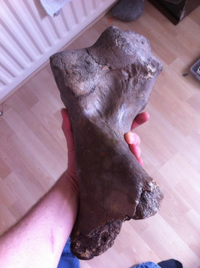 Fossils in my living room!!!!!! Rhino_10