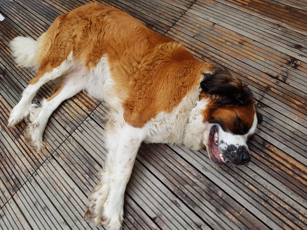 Je vais recueillir un Saint Bernard qui devait être euthanasié 20180712