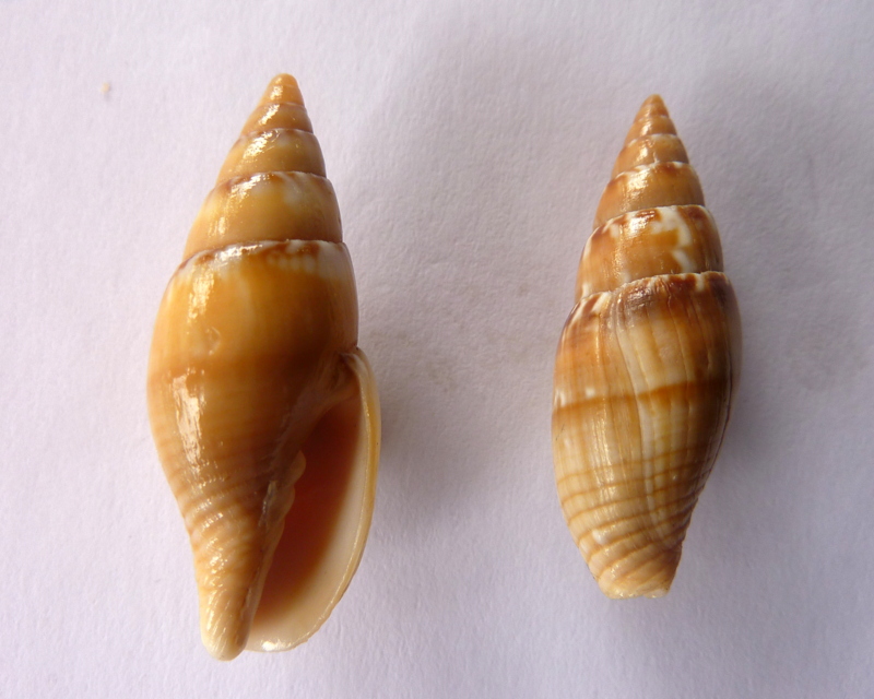 Quasimitra punctostriata (A. Adams, 1855) P1110125