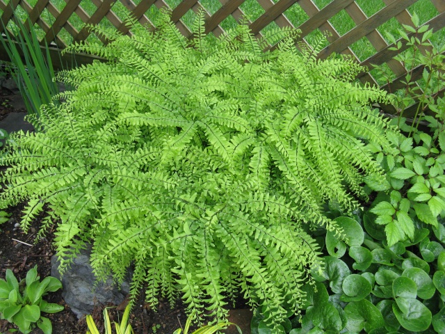 Adiantum pedatum ( fougère ) Img_6217